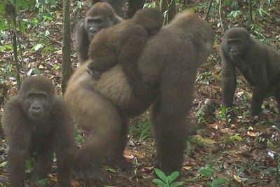 Spesies Gorila Langka di Dunia Tertangkap Kamera di Hutan Nigeria