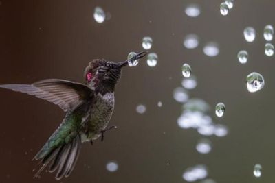 Menakjubkan! Begini Hasil Kontes Foto Burung 2020