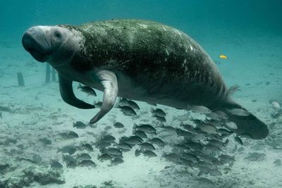 Apa Itu Dugong? Mengapa Disebut sebagai Putri Duyung dan Berkaitan dengan Klenik?