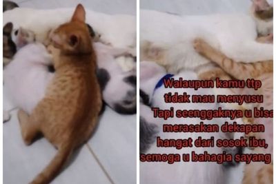 Drama Anak Kucing Sebatang Kara Cari Kasih Sayang Induk Kucing Lain, Endingnya Bikin Sedih