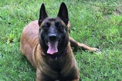 Dua Keluarga Selamat dari Kebakaran Berkat Peringatan dari Anjing Pintar Ini