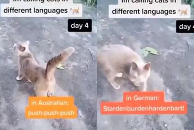 Pria Ini Panggil Kucing di Jalan dengan Berbagai Bahasa, yang Ngaruh Cuma Bahasa Jerman