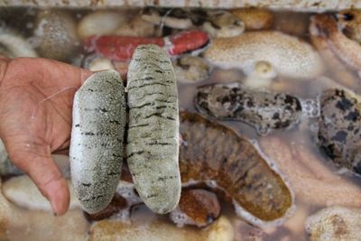Teripang, Hewan Laut yang Punya Ragam Manfaat untuk Kesehatan