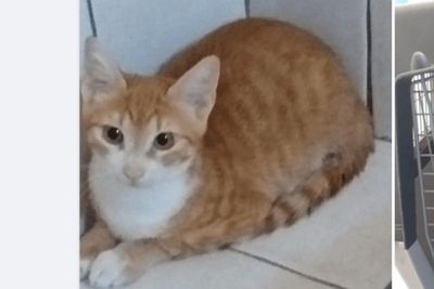 Menempuh Perjalanan Tunisia-Italia, Seekor Kucing Oren Dikarantina