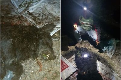 Makhluk Misterius Diduga Penghisap Darah Ternak di Taput, Sebulan Diburu Belum Ada Hasil