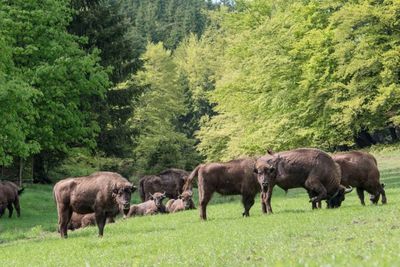 Untuk Pertama Kalinya, Inggris Lepasliarkan Bison di Kawasan Hutannya