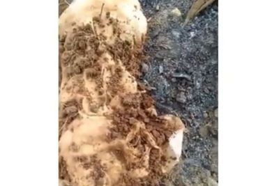 Viral Warga Temukan Boneka Kain Kafan di Kuburan, Banyak Jarum Tertusuk di Badan Boneka 