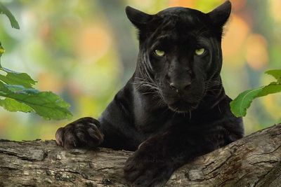 Pengakuan Fotografer India Tentang Perburuan Gambar Black Panther