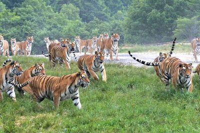 FOTO: Taman Harimau Siberia di Tiongkok Kembali Dibuka