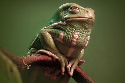 Lucunya Katak Pohon Monyet Lilin yang Hidup di Atas Pohon dan Suka Berjemur