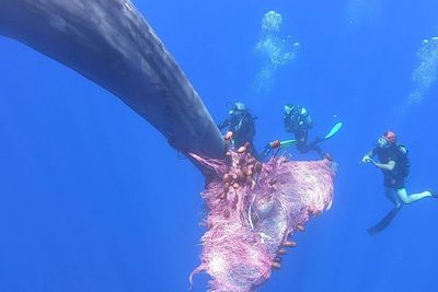 FOTO: Paus Sperma Terjerat Jaring Ikan Nelayan di Laut Tengah