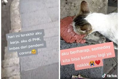 Kena PHK, Cat Lovers Ini Ungkap Kesedihan Berpisah dengan Kucing-kucingnya di Kantor