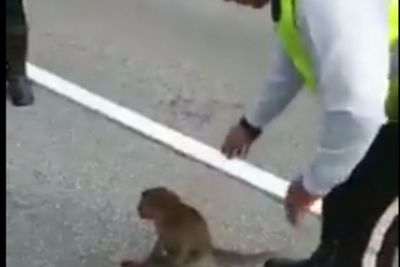 Aksi Manusiawi Polisi Menolong Monyet yang Terluka di Tengah Jalan