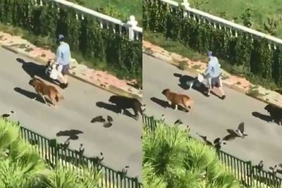 Unik! Bak Film Dolittle, Wanita Ini Diikuti Gerombolan Binatang