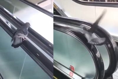 Mager Terbang Pakai Sayap, Merpati Ini Lebih Nyaman Bertengger di Eskalator
