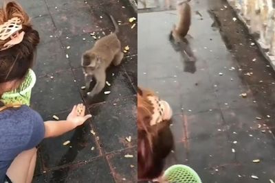 Detik-detik Monyet Terpleset usai Terima Makanan, Videonya Bikin Ngakak