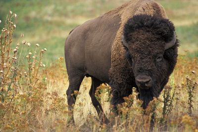 Diserang Bison, Wisatawan Ini Pura-Pura Mati Untuk Selamatkan Diri