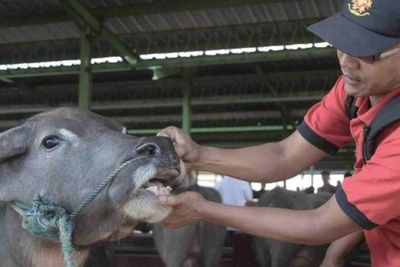 Syarat Qurban yang Sah dan Ketentuan Pembagian Daging Kurban Idul Adha
