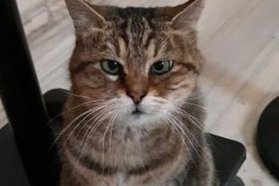 Pergantian Status Hagia Sophia Tidak Membuat Si Kucing Gli Pindah