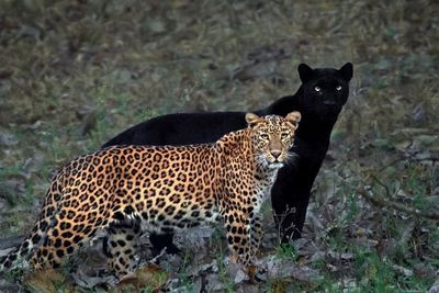 Potret Epik Bayangan Hitam Macan Tutul Seolah-Olah Black Panter