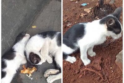 Sedih, Anak Kucing Ini Sisakan Makanan untuk Saudaranya yang Ternyata Sudah Mati