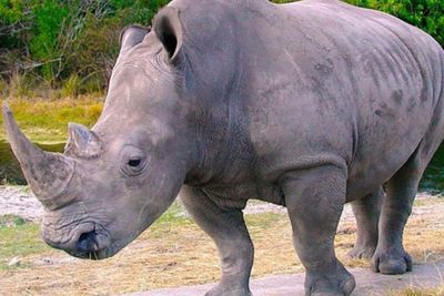 Pemkab Pandeglang Beri Izin Taman Nasional Ujung Kulon Kembali Beroperasi