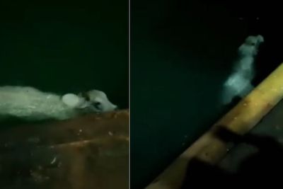 Kabur dari Mobil, Sapi Ini Berenang Bebas di Pelabuhan Merak