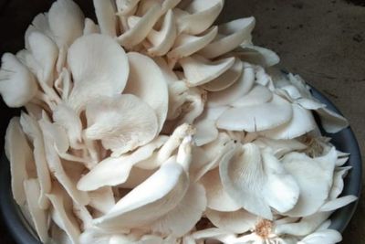 Aman Dikonsumsi, Ini Berbagai Pilihan Jamur Pengganti Jamur Enoki