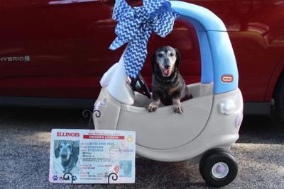 Menggemaskan, Anjing 16 Tahun Ini Pamer Foto Punya SIM