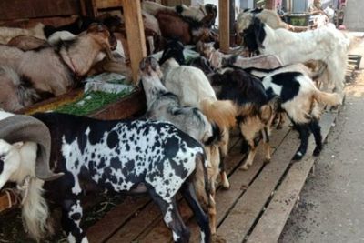 Bedanya Qurban dan Aqiqah, Mana yang Harus Didahulukan?