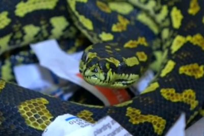Geger, Bandara di Selandia Baru Kedatangan Penumpang Gelap Seekor Ular Piton