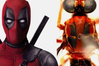 Wah, Ilmuwan Australia Beri Nama 5 Lalat Spesies Baru Seperti Tokoh Marvel