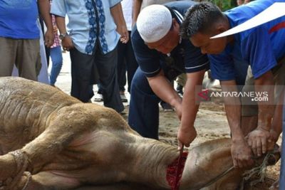 Syarat Orang yang Menyembelih Hewan Qurban Idul Adha Menurut Hukum Islam