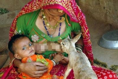 Dianggap Hewan Suci, Ibu-Ibu di India Rela Menyusui Rusa