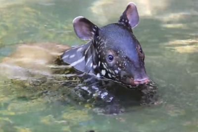 Begini Penampakan Bayi Tapir Sedang Mandi, Gemesin!