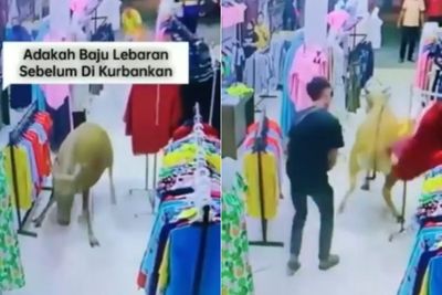 Nggak Mau Dikurbankan, Sapi Ini Kabur dari Penjagal & Nyelonong Masuk ke Toko Baju