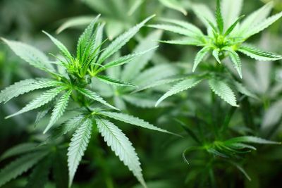 Peredaran 3 Kg Ganja di Tanah Abang Digagalkan Polisi, 2 Pelaku Ditangkap