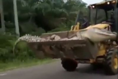 Heboh Video Buaya Raksasa Dikramatkan Mati, Ternyata si Buaya Tak Punya Gigi