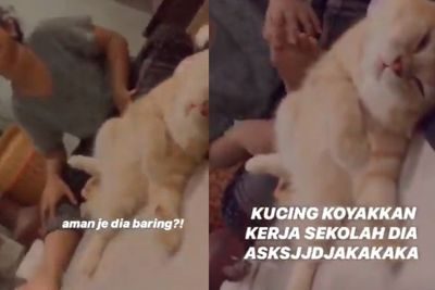 PR-nya Dirusak Kucing Oren, Bocah Ini Menangis Tersedu-sedu, Lihat Ekspresi Kucingnya!