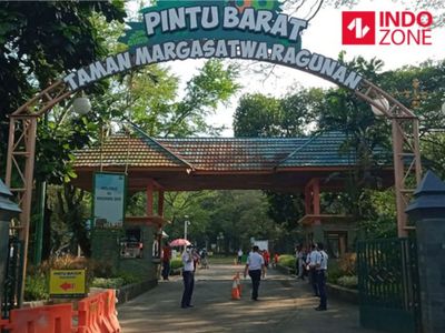 Dua Pengunjung Wanita Tertimpa Dahan Pohon saat Piknik di Ragunan