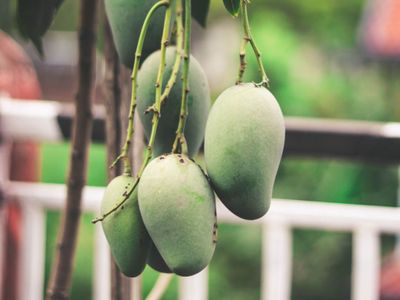 Ini 4 Alasan Kenapa Harus Makan Mangga Mentah