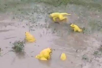 Penampakan Katak yang Berubah Menjadi Warna Kuning saat Musim Hujan