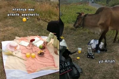 Niatnya Ingin Piknik dengan Gaya Estetik, Rencana Wanita ini Gagal Gegara Diganggu Sapi