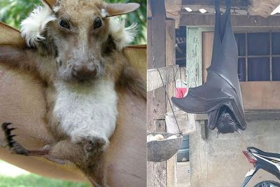 7 Spesies Kelelawar Terunik yang Tidak Banyak Diketahui Orang, Bahkan Batman Sekalipun