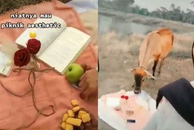 Ngakak! Niatnya Mau Piknik Ala-ala di Padang Rumput, Cewek Ini Malah Disamperin Sapi