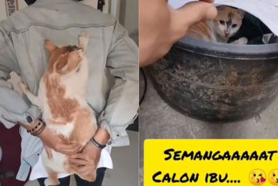 Datang ke Kosan Cowok Berkali-kali, Kucing Ini Rupanya Minta Ditemani Melahirkan
