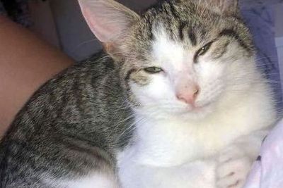 Kucing Ini Mati Brutal Setelah Dibunuh Anjing Pemburu yang Sengaja Dilepas
