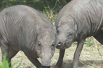 Babi Terjelek Sedunia asal Indonesia Tiba di Kebun Binatang Inggris