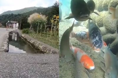 Mengintip Selokan di Jepang yang Berair Jernih, Bikin Ikan Hias Betah Berenang