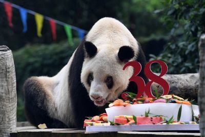 FOTO: Panda Raksasa Penangkaran Tertua di Dunia Saat Rayakan Ulang Tahun Ke-38